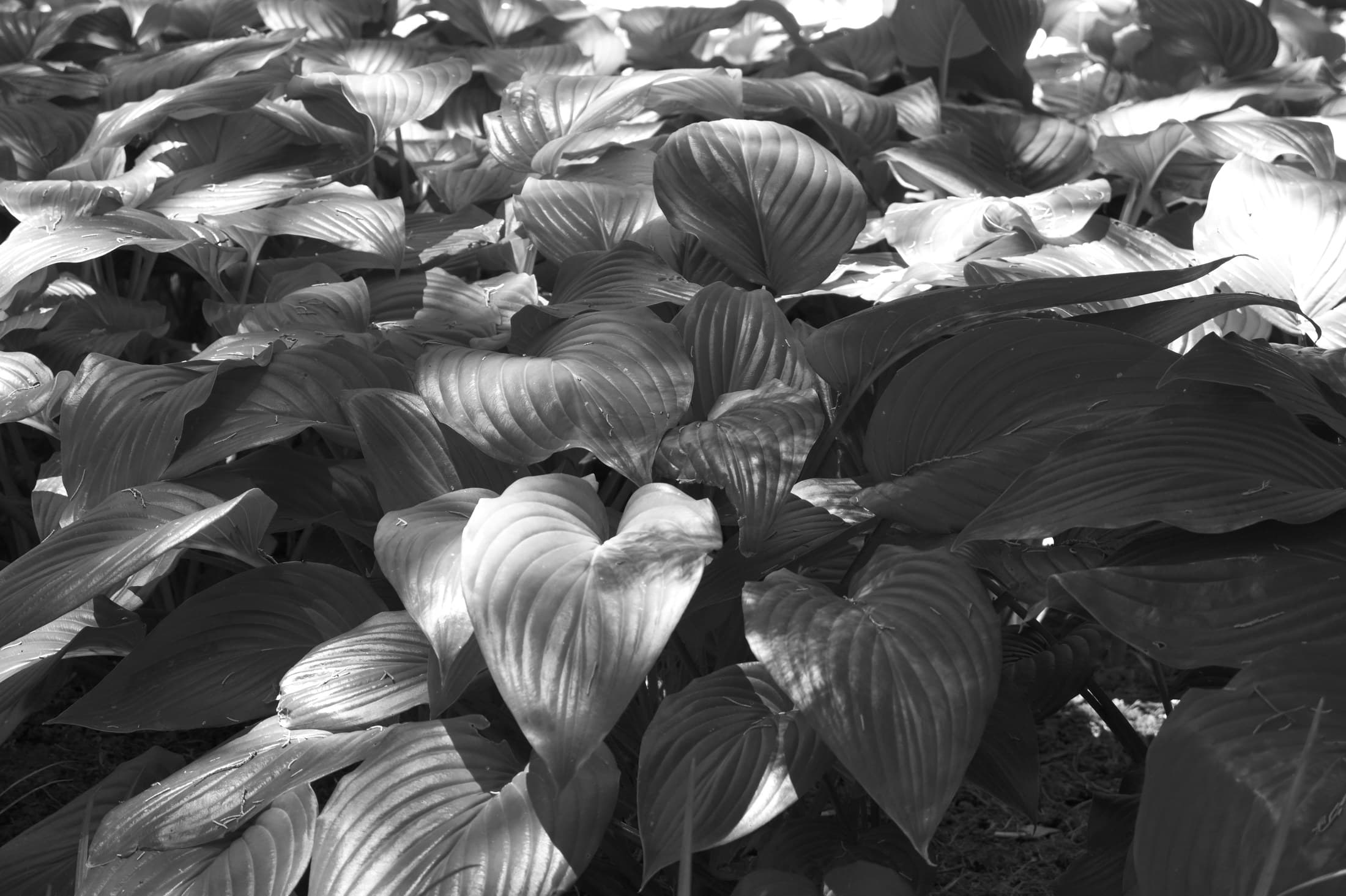 Beijing 07, 2026 — Fotografia digitale, bianco e nero